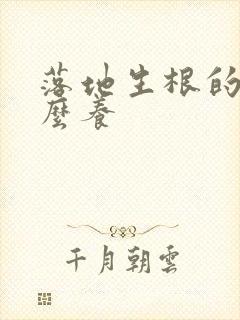 落地生根的花怎么养