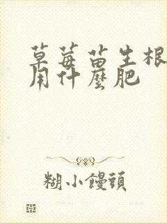 草莓苗生根壮苗用什么肥