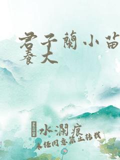 君子兰小苗迅速养大