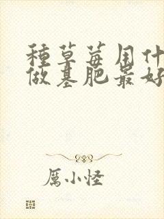 种草莓用什么肥做基肥最好