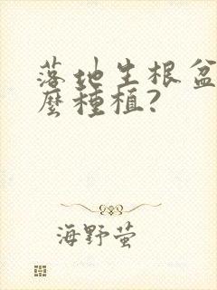落地生根盆栽怎么种植?