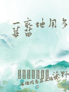 一亩地用多少草莓苗