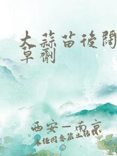 大蒜苗后阔叶除草剂