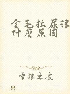 金毛拉尿很黄是什么原因