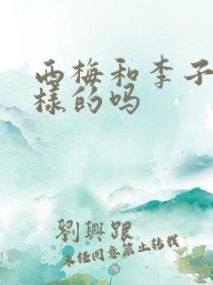 西梅和李子是一样的吗