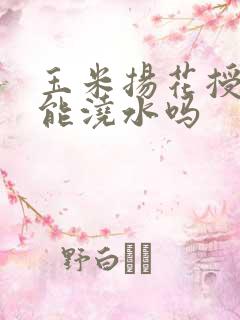 玉米扬花授粉期能浇水吗