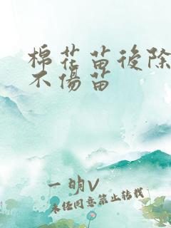 棉花苗后除草剂不伤苗