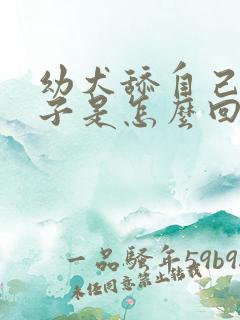 幼犬舔自己的爪子是怎么回事