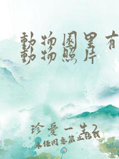 动物园里有什么动物照片