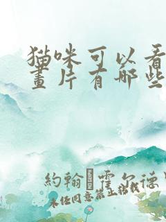 猫咪可以看的动画片有哪些