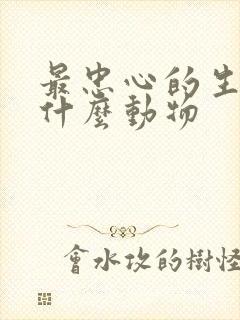 最忠心的生肖指什么动物
