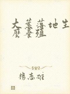 大叶落地生根怎么养殖