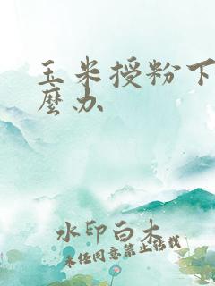 玉米授粉下雨怎么办