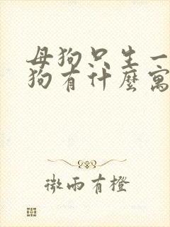 母狗只生一只小狗有什么寓意