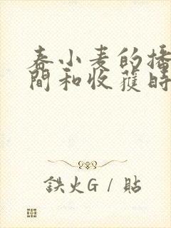 春小麦的播种时间和收获时间