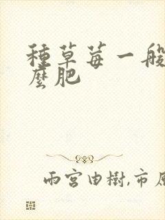 种草莓一般施什么肥
