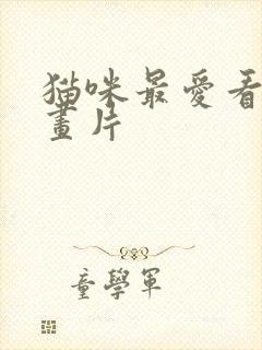 猫咪最爱看的动画片