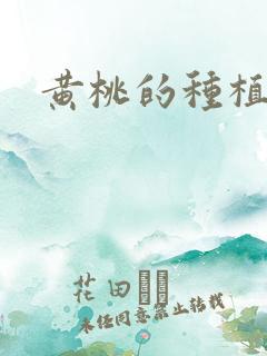 黄桃的种植条件