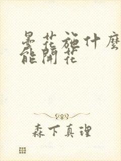 昙花施什么肥才能开花
