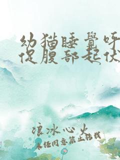 幼猫睡觉呼吸急促腹部起伏