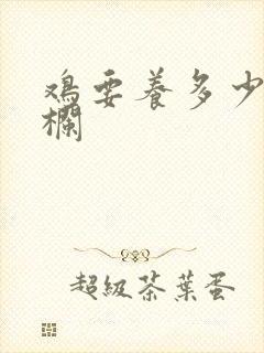 鸡要养多少天出栏