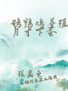 鹌鹑鸡养殖几个月才下蛋