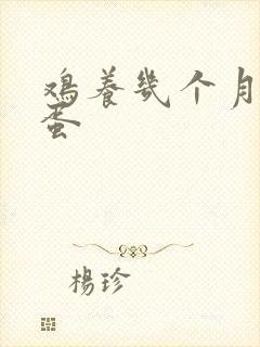 鸡养几个月才下蛋