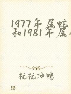 1977年属蛇和1981年属鸡姻缘怎么样