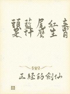 头蓝尾红来中特是什么生肖