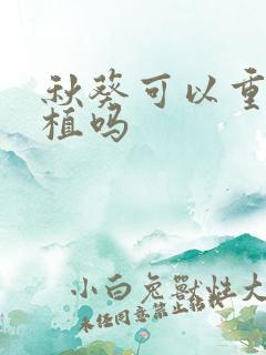 秋葵可以重茬种植吗