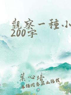 观察一种小动物200字
