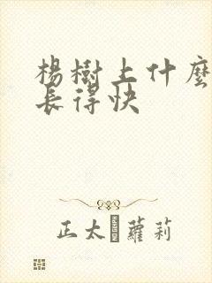 杨树上什么肥料长得快