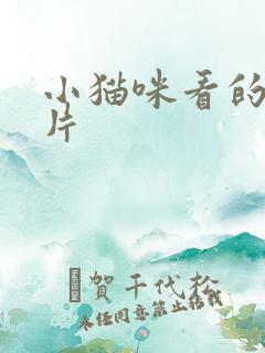 小猫咪看的动画片
