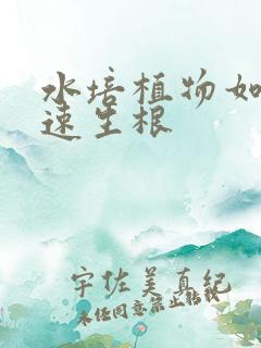 水培植物如何快速生根
