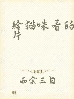 给猫咪看的动画片