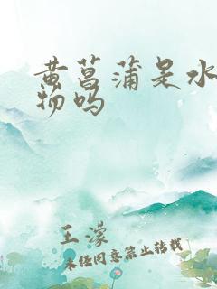 黄菖蒲是水生植物吗