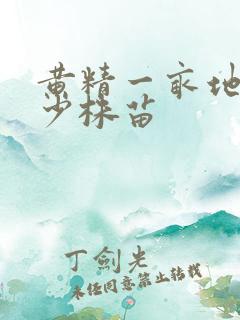 黄精一亩地种多少株苗