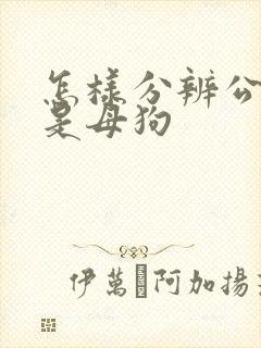 怎样分辨公狗还是母狗