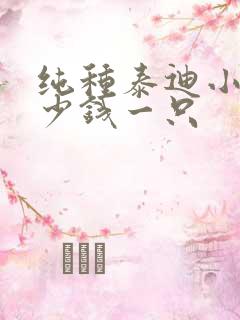 纯种泰迪小狗多少钱一只
