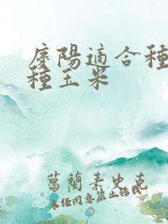 庆阳适合种啥品种玉米