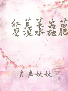 红苋菜出苗后怎么浇水施肥