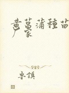 黄菖蒲种苗供应厂家