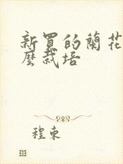 新买的兰花苗怎么栽培