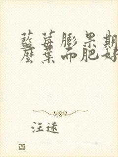 蓝莓膨果期用什么叶面肥好