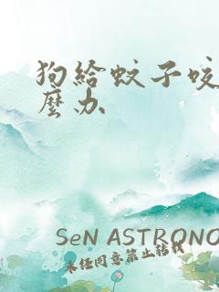 狗给蚊子咬了怎么办