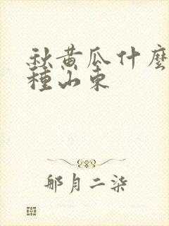 秋黄瓜什么时候种山东