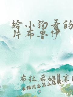 给小狗看的动画片布鲁伊