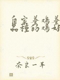 自家养鸡养什么品种的鸡好