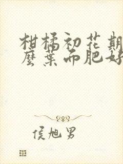 柑橘初花期用什么叶面肥好