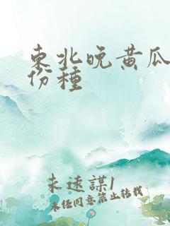 东北晚黄瓜几月份种